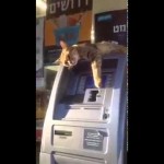 Кіт охороняє банкомат!!! Приколи коти