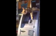 кіт охороняє банкомат