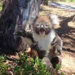 Новини: Як коали борються за місце на дереві