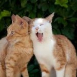 Приколи коти!!! Смішні відео приколи з котами